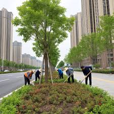 贝博中国 南通一般的城市绿化用什么树